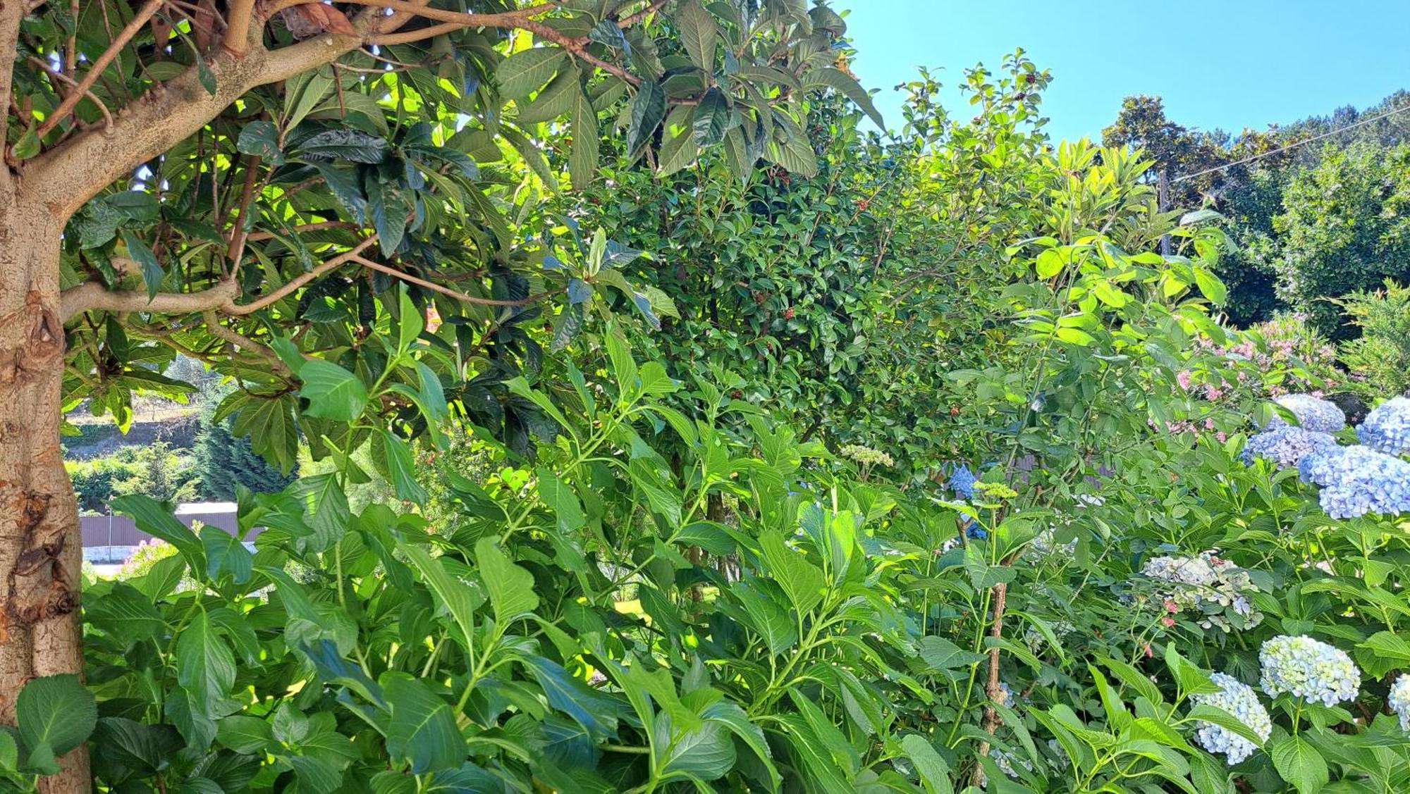 São Pedro do Sul Casa Pinhoゲストハウス エクステリア 写真